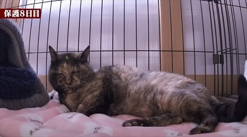 余命短いと言われた猫ちゃん