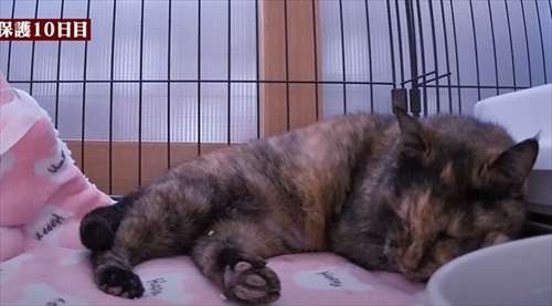 余命短いと言われた猫ちゃん