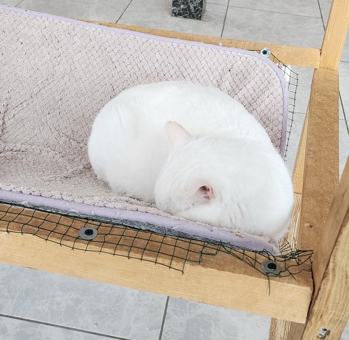 寝るヴァン猫短毛