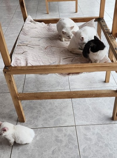 ヴァン猫きりっと