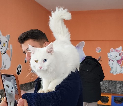 ヴァン猫かっこいい