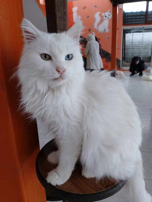 ヴァン猫きりっと