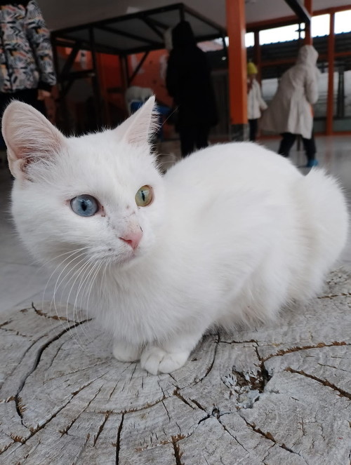 ヴァン猫の子猫