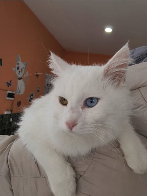 ヴァン猫人懐っこい