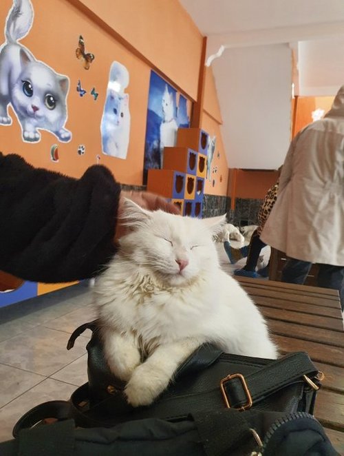 ヴァン猫の子猫