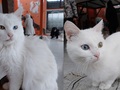 絶滅寸前だった幻の猫「ヴァン猫」と触れ合ってきた！　真っ白な毛並みとオッドアイの美しさにうっとり