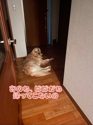 あのねパパが帰ってこないのテロップ