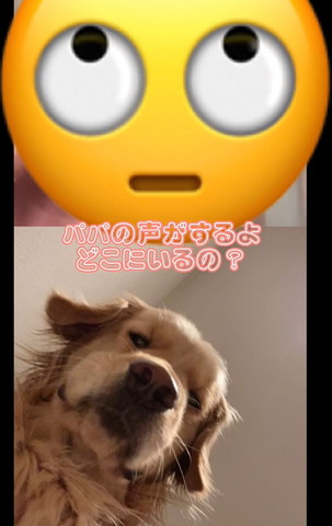 パパの声がするよ