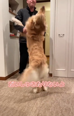 だいしゅきたりないよテロップ