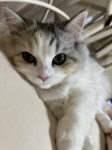 寝転がる子猫アップ