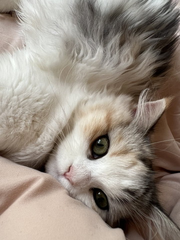 寝転がる子猫アップ上から