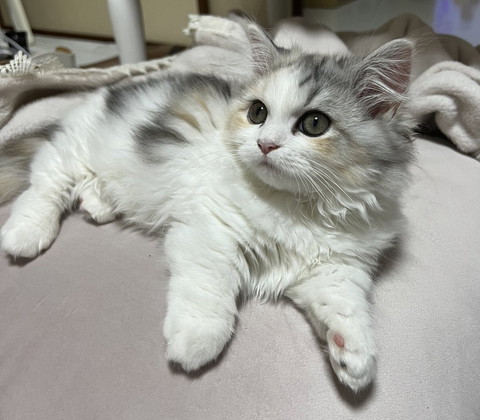 まどろみながら上見てる猫