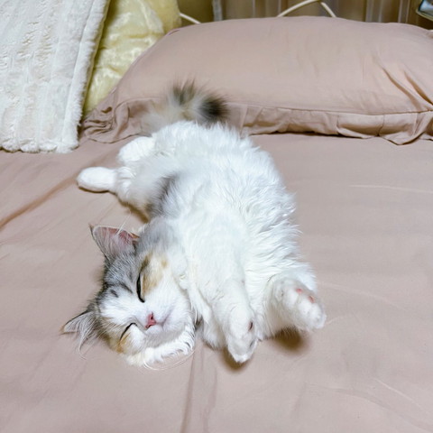 前足伸ばして寝てる猫