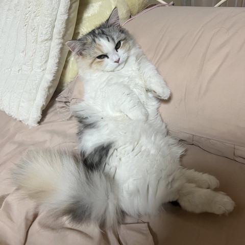 枕にヒジ置く猫