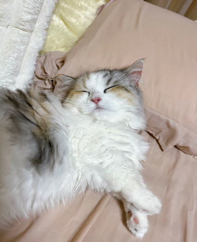 枕使って寝る猫
