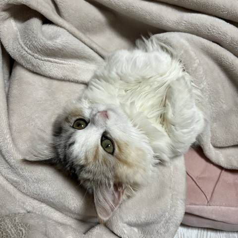 お布団かけてあお向け猫