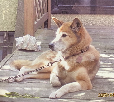 外でくつろいでるワンコ