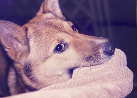 洋服くわえてるワンコ