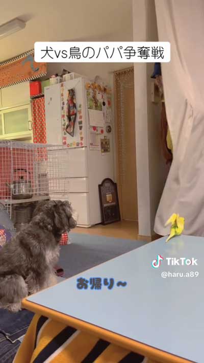 犬とインコの戦い