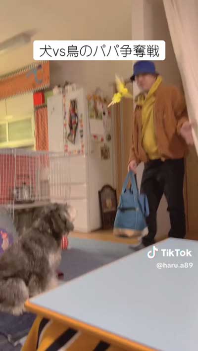 パパの肩に一直線するインコ