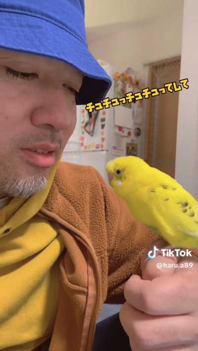 おやべりアピールのインコ
