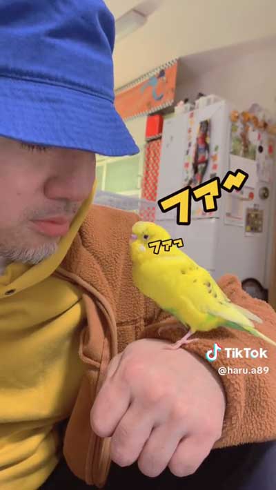 インコのファー