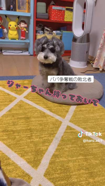 ふて寝するあwンコ