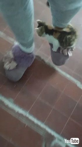 「Shoes Are Much More Stylish With Kittens On Them || ViralHog」