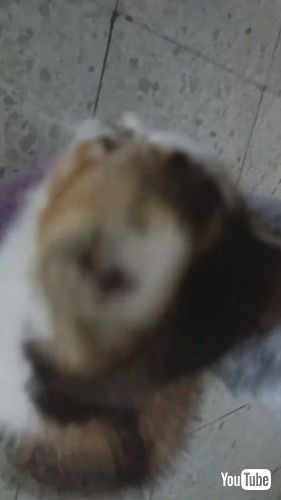 「Shoes Are Much More Stylish With Kittens On Them || ViralHog」