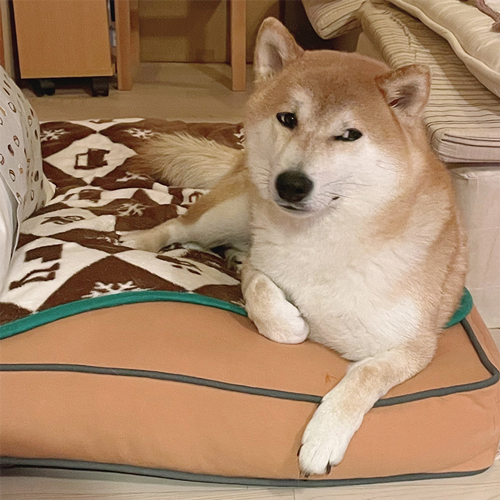 ヤキモチ犬