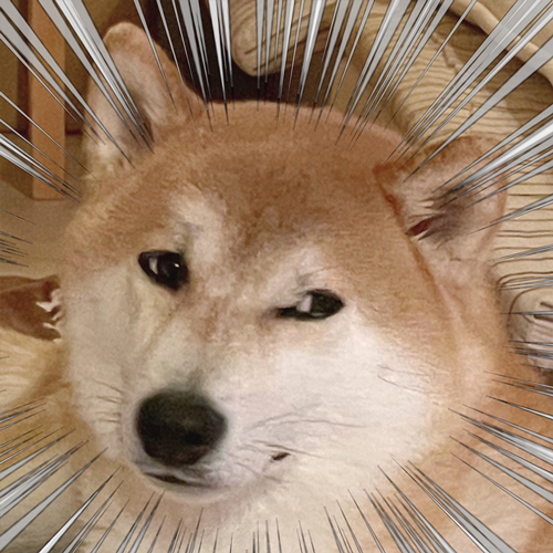 ヤキモチですごい表情になる柴犬