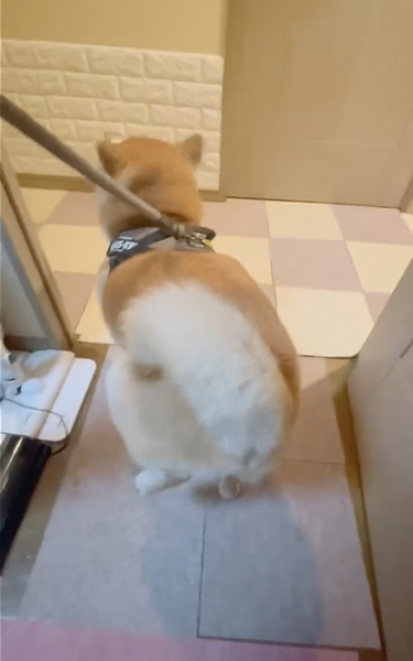 毎日ご機嫌な柴犬