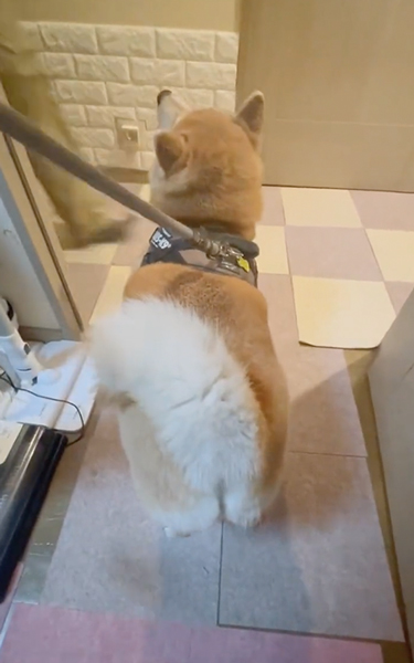 毎日ご機嫌な柴犬