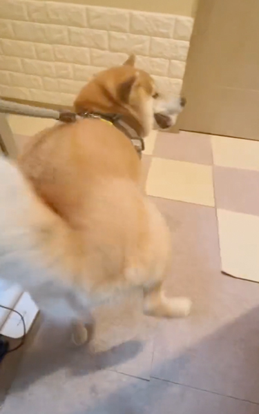 毎日ご機嫌な柴犬