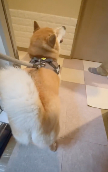 毎日ご機嫌な柴犬