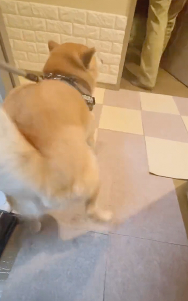 毎日ご機嫌な柴犬