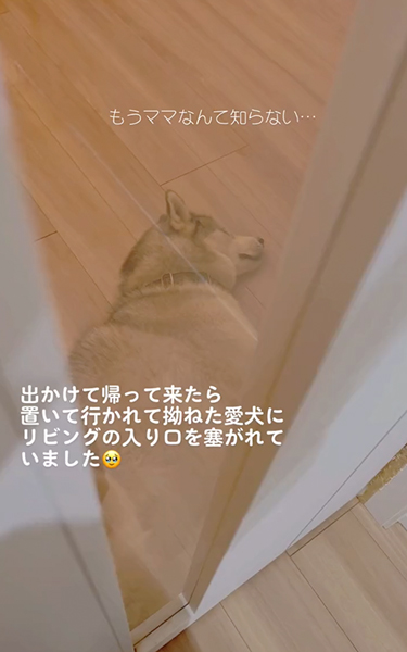 すねてドアを封鎖するハスキー