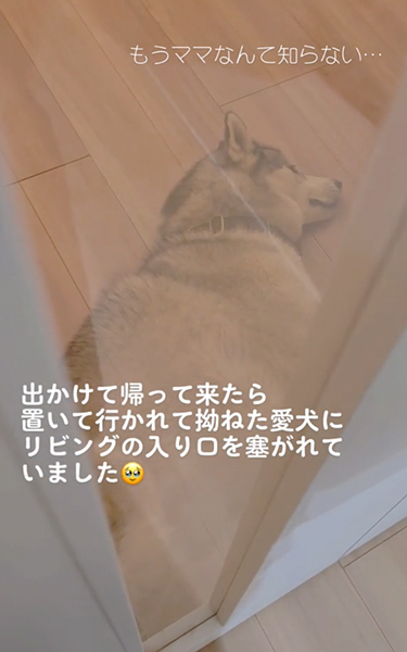 すねてドアを封鎖するハスキー