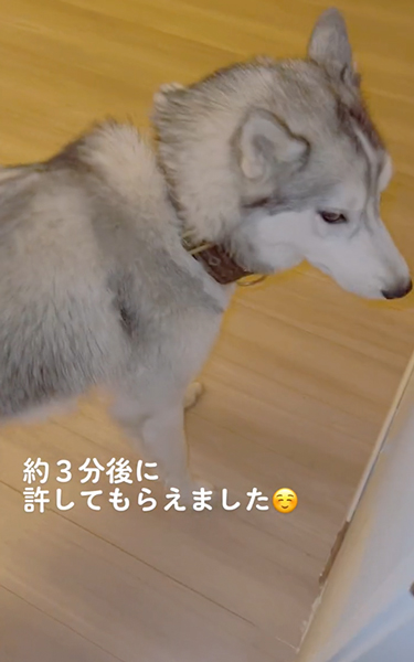 すねてドアを封鎖するハスキー