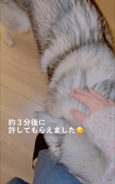 すねてドアを封鎖するハスキー