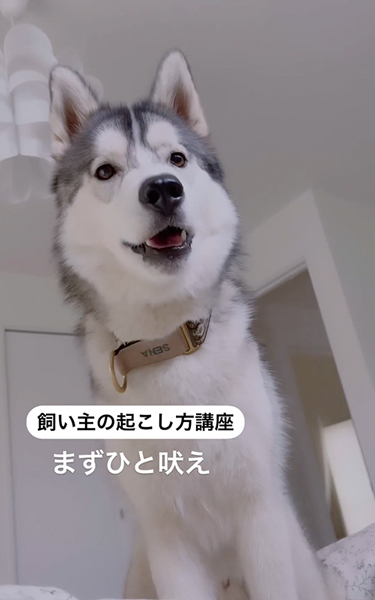 飼い主の起こし方講座