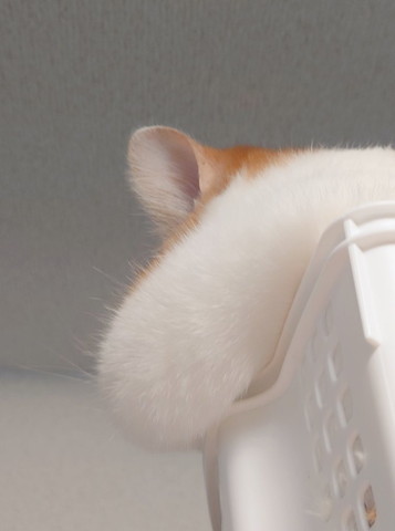 猫ちゃんのほっぺ