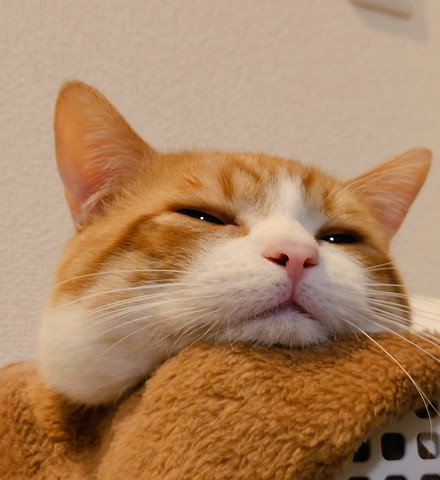 カゴに入る猫ちゃん眠そう