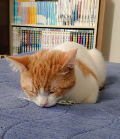 お手てないないしたまま寝落ちする猫