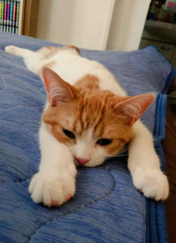 前足伸ばして寝そべる猫