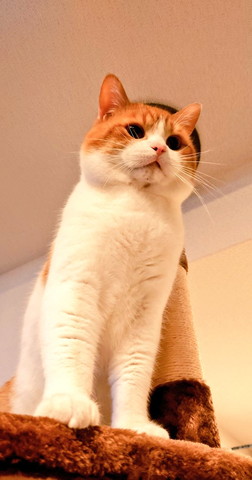 タワーから下見てる猫