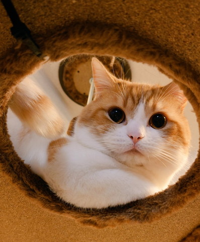 タワーの丸い部分から顔出す猫