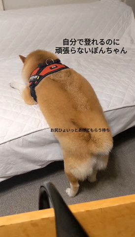 布団に顔うずめるワンコの後ろ姿