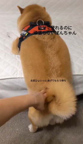 お尻トントンされるワンコ