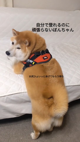 振り返るワンコ